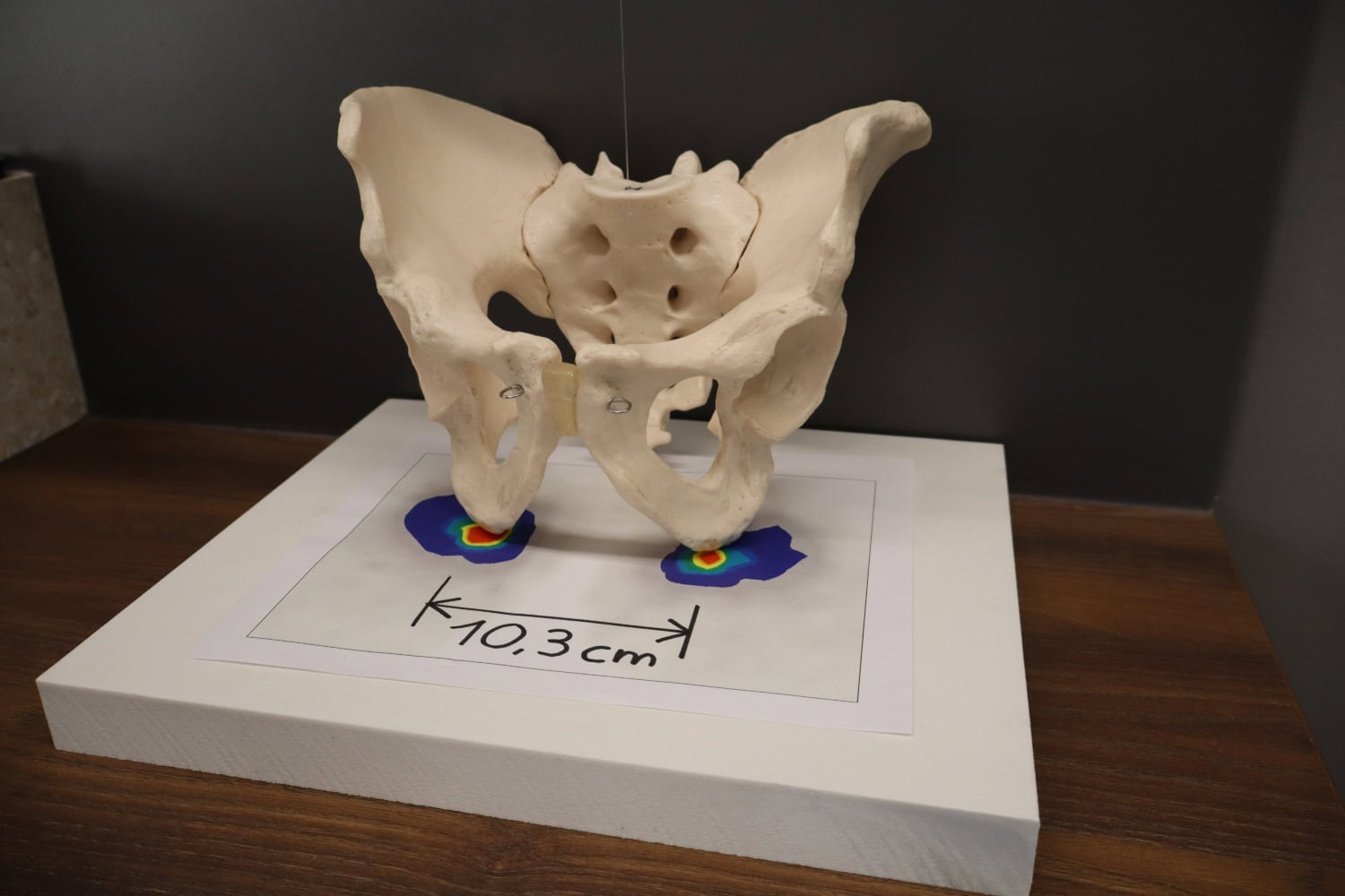 Sitzknochen Digital measurement of the seat bone distance » Sportmotorik Vienna